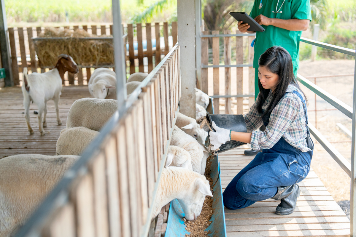 auges pour moutons